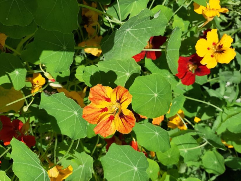  - La țară în iunie 2020