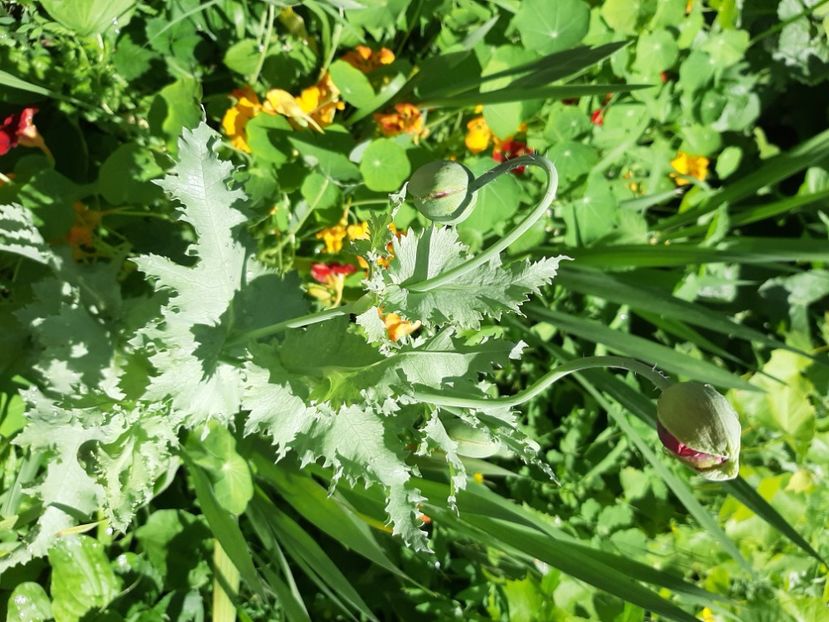  - La țară în iunie 2020