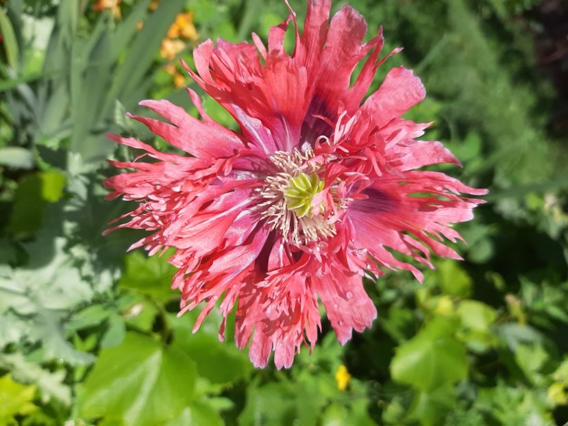  - La țară în iunie 2020