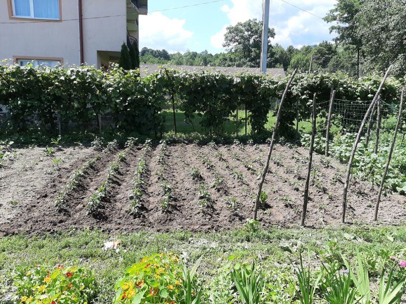  - La țară în iunie 2020