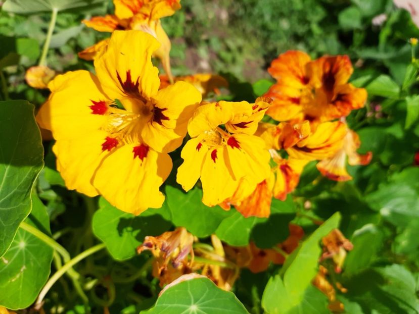  - La țară în iunie 2020