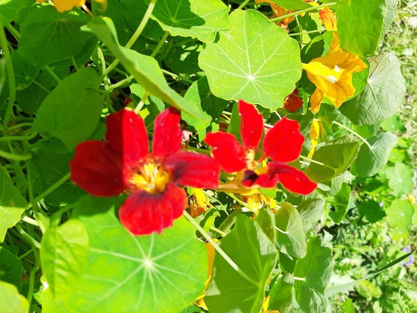  - La țară în iunie 2020