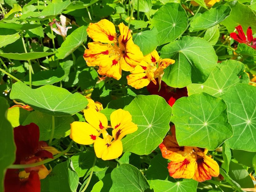  - La țară în iunie 2020