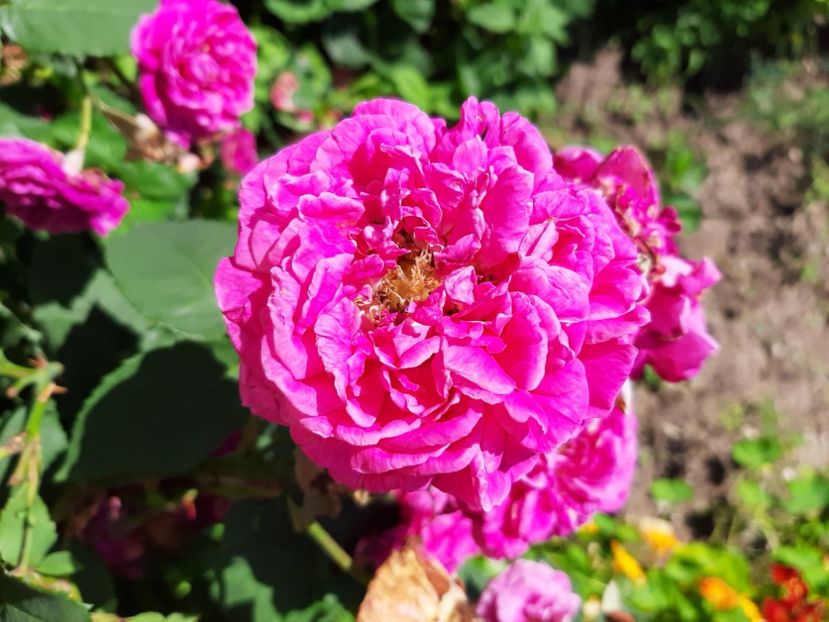  - La țară în iunie 2020