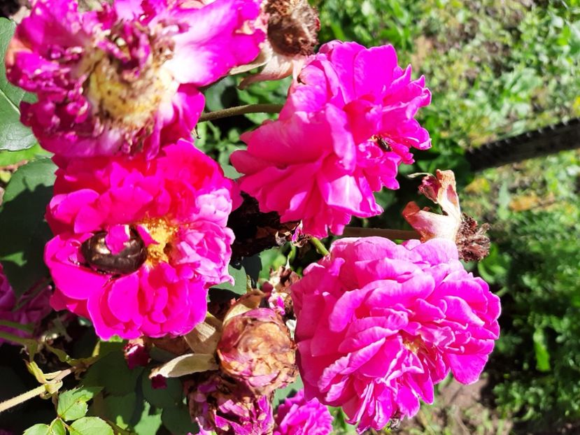  - La țară în iunie 2020