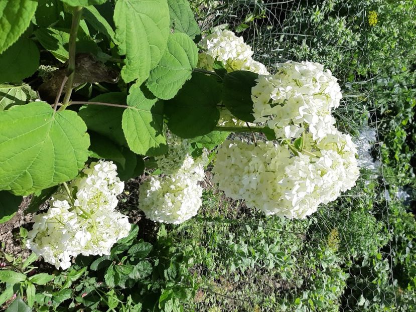  - La țară în iunie 2020