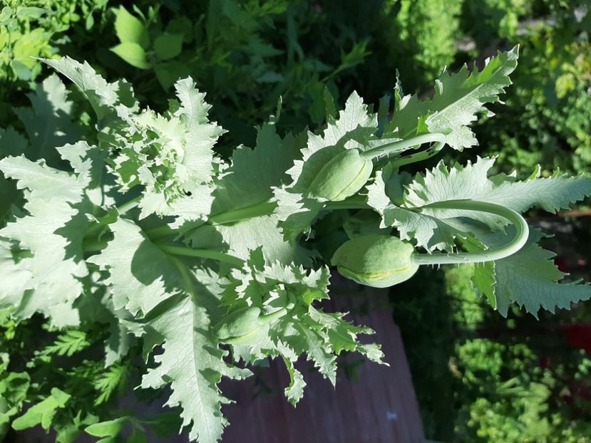  - La țară în iunie 2020