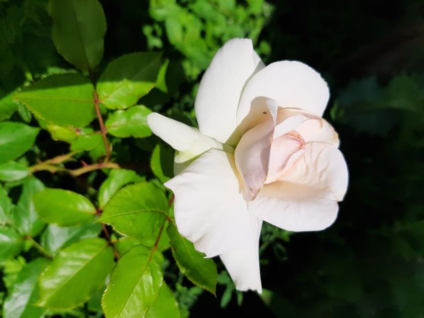  - La țară în iunie 2020