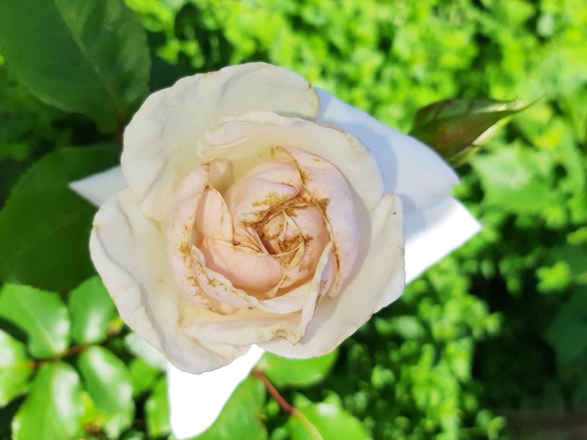  - La țară în iunie 2020