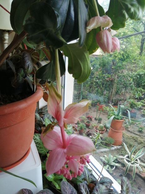 - Medinilla Magnifica