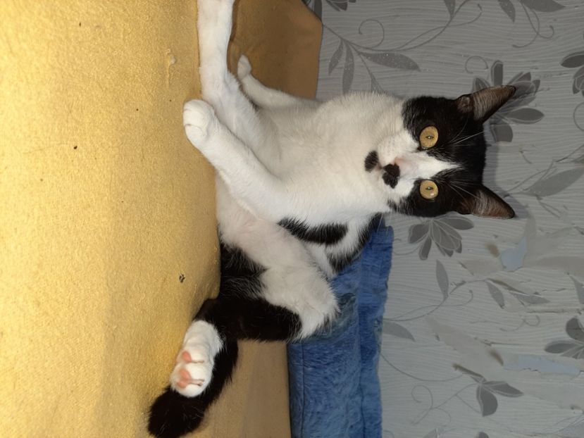  - Pisicii mei în iunie 2020