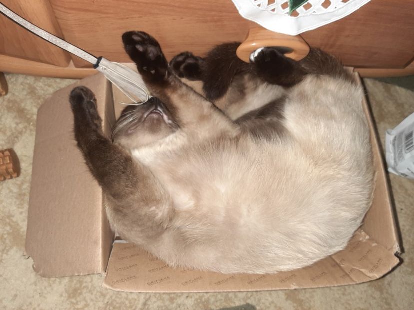  - Pisicii mei în iunie 2020