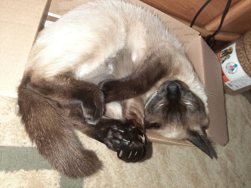  - Pisicii mei în iunie 2020