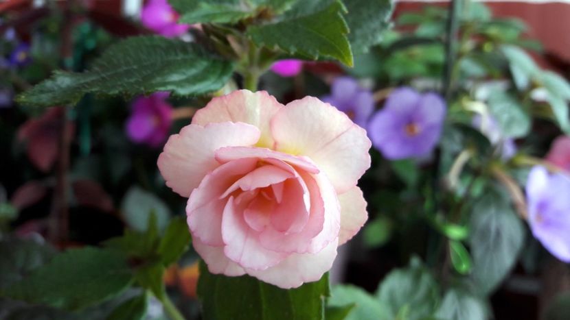 in al 3lea an ca la catalog - Guadalupe