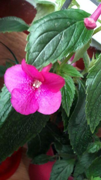  - BriDs Silvia Marinovici