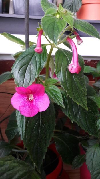  - BriDs Silvia Marinovici