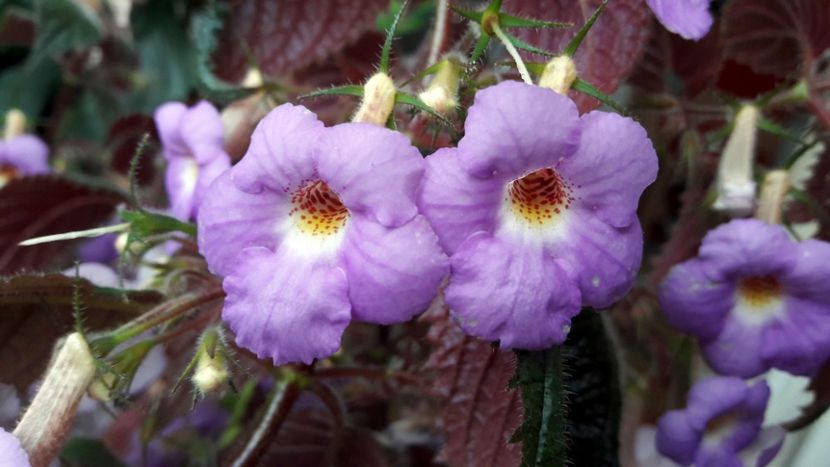 2020 - Camille Brozzoni