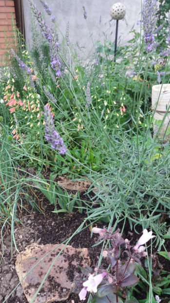 lavandula angustifolia - Gradina si terasa PrimaLuce_7-Hello 2020