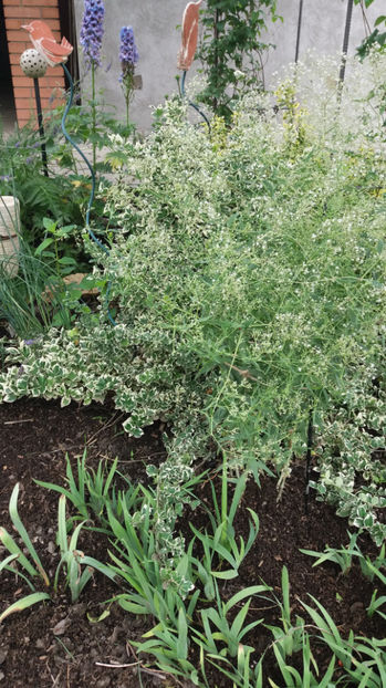 gypsophila paniculata(voalul miresei) - Gradina si terasa PrimaLuce_7-Hello 2020