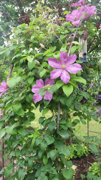 clematis hybr. pink - Gradina si terasa PrimaLuce_7-Hello 2020