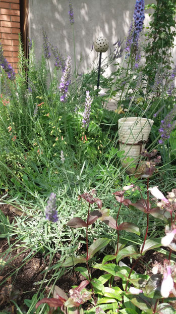 lavandula ngustifolia - Gradina si terasa PrimaLuce_7-Hello 2020