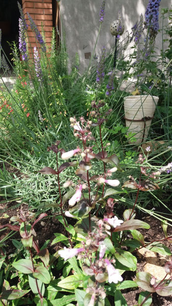 penstemon "dark tower" - Gradina si terasa PrimaLuce_7-Hello 2020