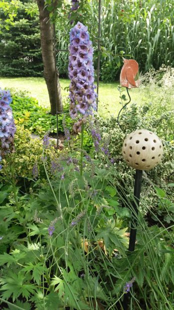 Delphinium(nemtisor) "high society" - Gradina si terasa PrimaLuce_7-Hello 2020