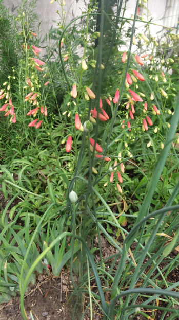 penstemon pink - Gradina si terasa PrimaLuce_7-Hello 2020