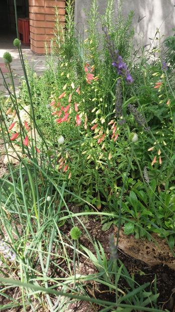 penstemon pink - Gradina si terasa PrimaLuce_7-Hello 2020