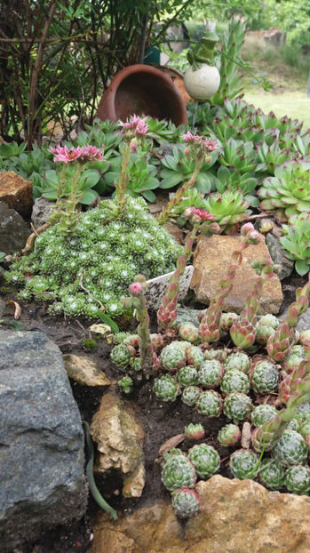 sempervivum mix - Gradina si terasa PrimaLuce_7-Hello 2020