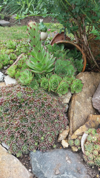sempervivum mix - Gradina si terasa PrimaLuce_7-Hello 2020