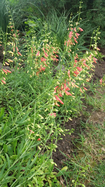 penstemon pink - Gradina si terasa PrimaLuce_7-Hello 2020