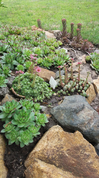 sempervivum mix - Gradina si terasa PrimaLuce_7-Hello 2020