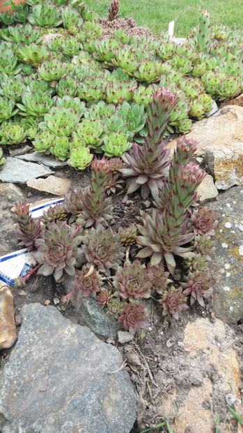 sempervivum mix - Gradina si terasa PrimaLuce_7-Hello 2020