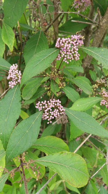 callicarpa bodinieri - Gradina si terasa PrimaLuce_7-Hello 2020