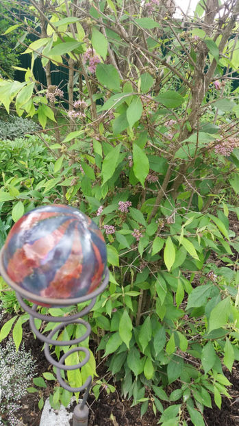 callicarpa bodinieri - Gradina si terasa PrimaLuce_7-Hello 2020