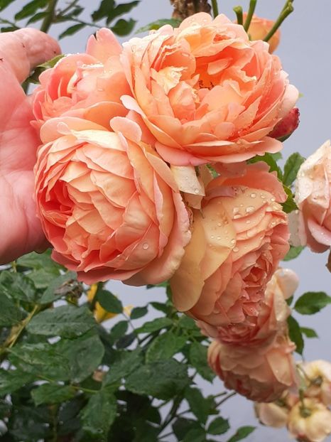  - Lady of Shalott 2020