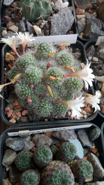 21.06.2020 - Rebutia albiflora