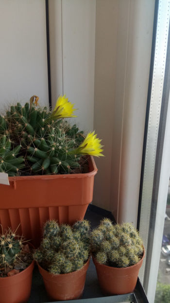 21.06.2020 - Mammillaria longimamma