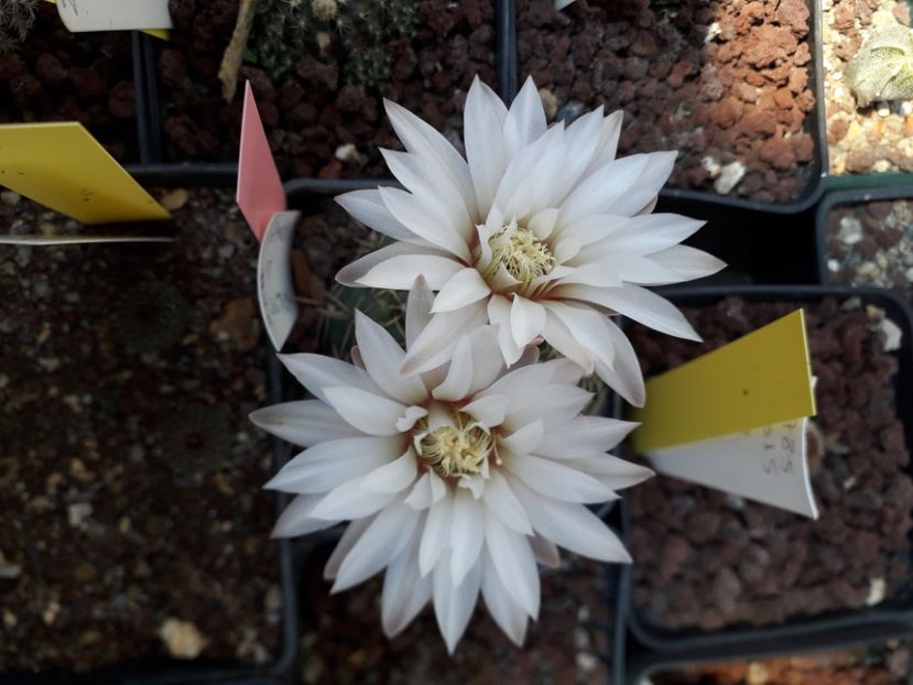 Gymnocalycium sp - Cactusi înfloriti 2020