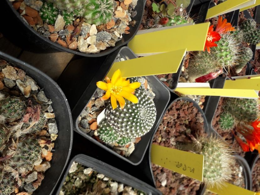 Rebutia sp. - Cactusi înfloriti 2020