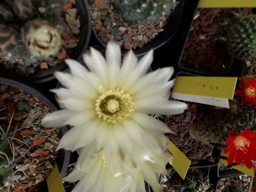 Gymnocalycium Schatzlianum - Cactusi înfloriti 2020