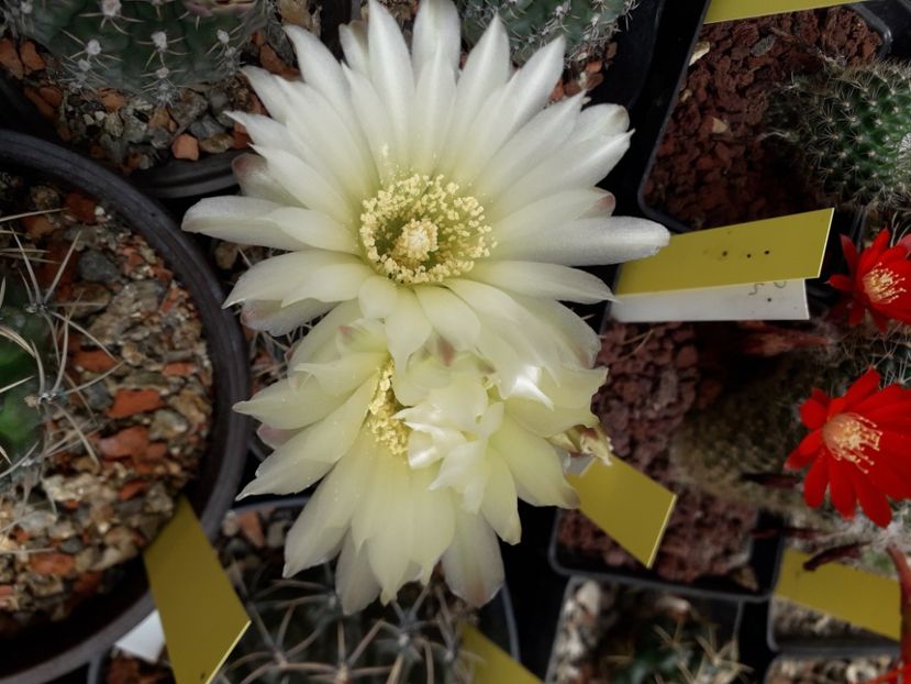 Gymnocalycium Schatzlianum - Cactusi înfloriti 2020
