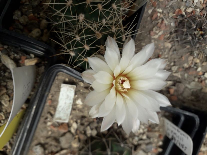 Gymnocalycium sp - Cactusi înfloriti 2020