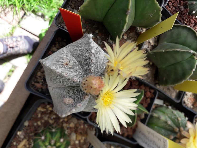 Astrophytum myriostigma - Cactusi înfloriti 2020