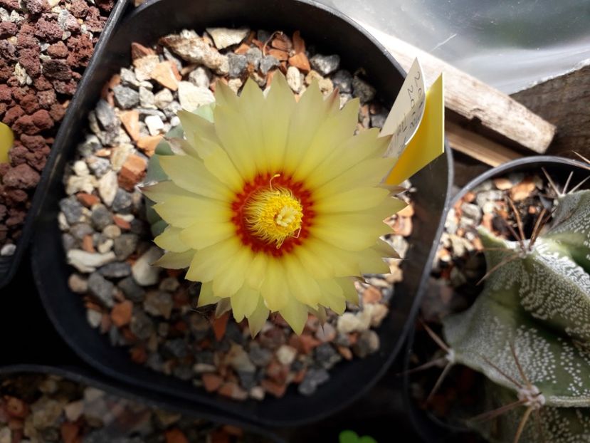 Astrophytum asterias - Cactusi înfloriti 2020