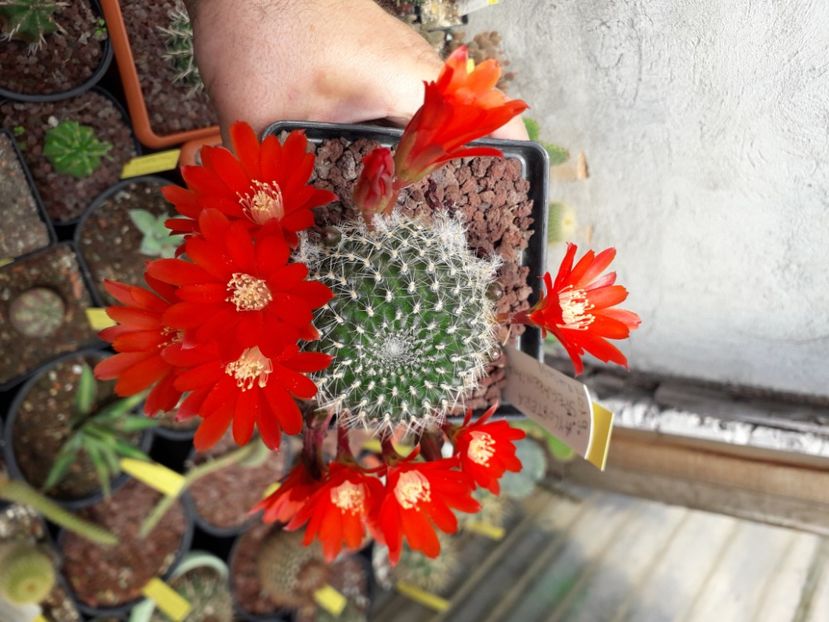 Aylostera spegaziniana - Cactusi înfloriti 2020