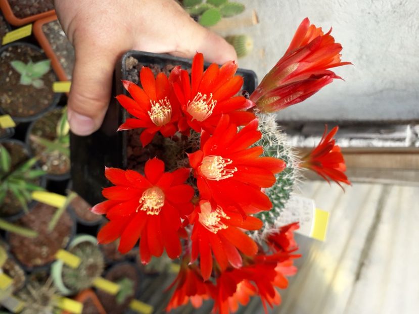 Aylostera spegaziniana - Cactusi înfloriti 2020