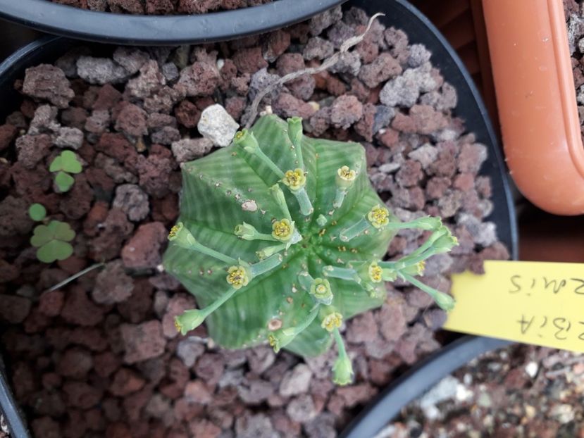 Euphorbia meloformis variegata - Cactusi înfloriti 2020