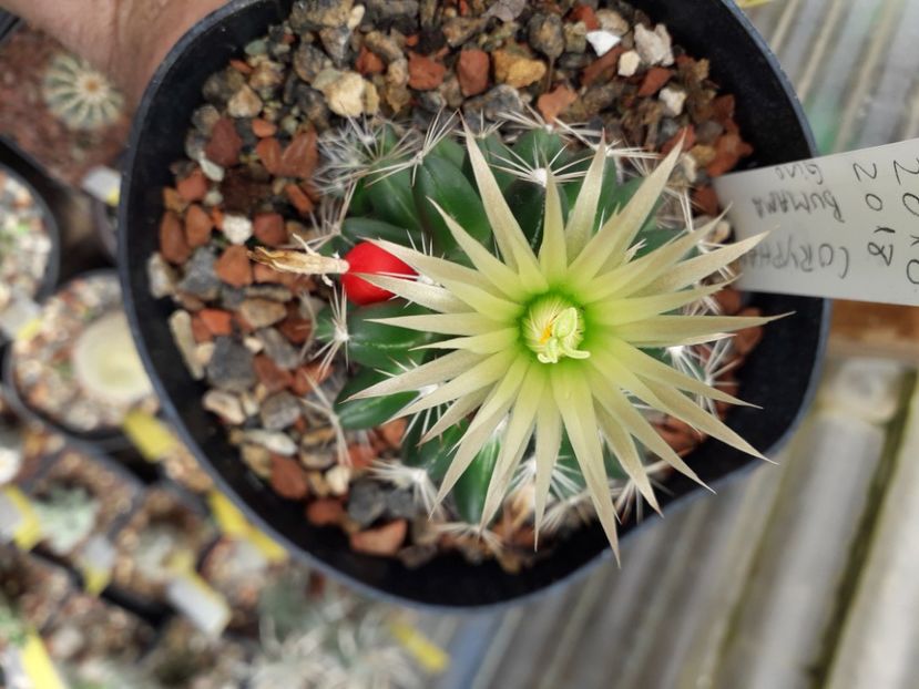 Escobaria missouriensis - Cactusi înfloriti 2020